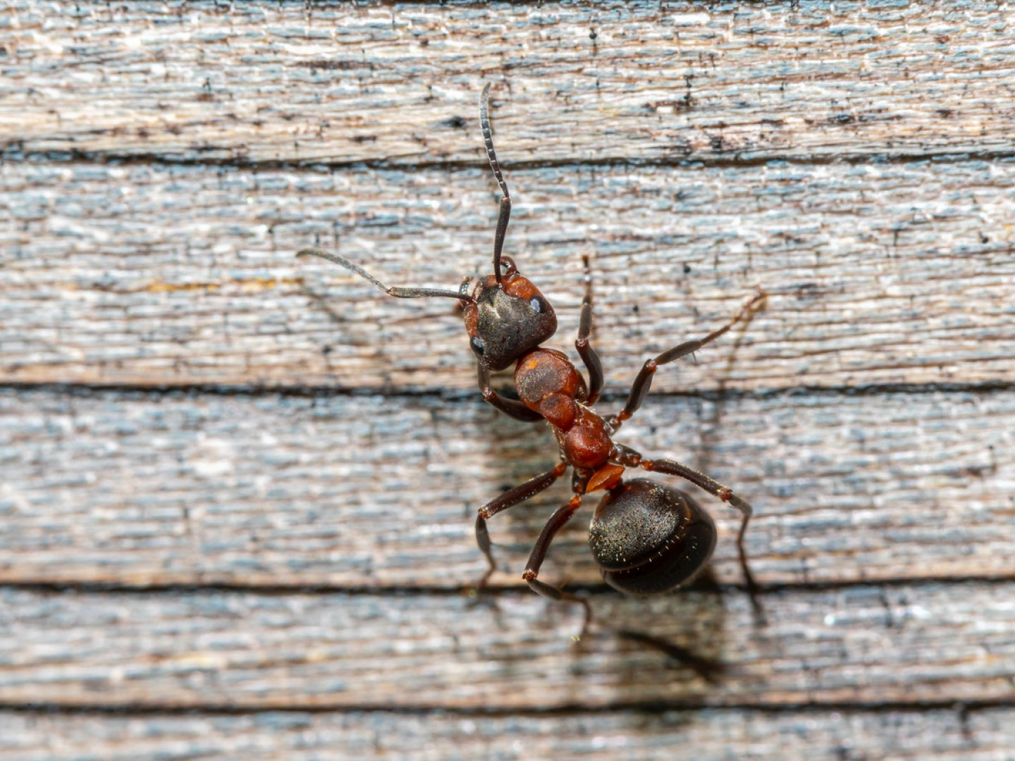 Best ant exterminator in New Orleans